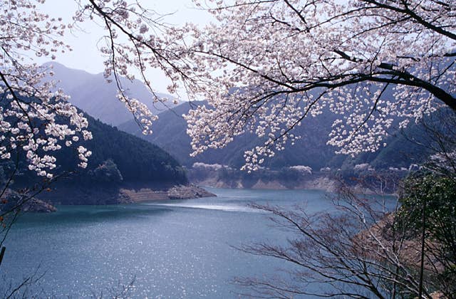 宮川ダム湖の桜