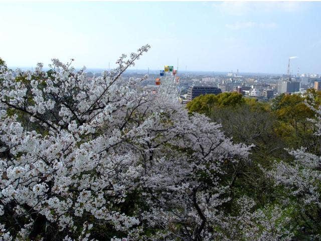 延命公園のさくら