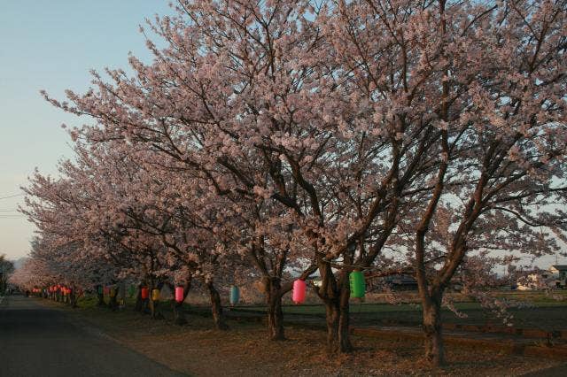 下浦（八坂）の桜
