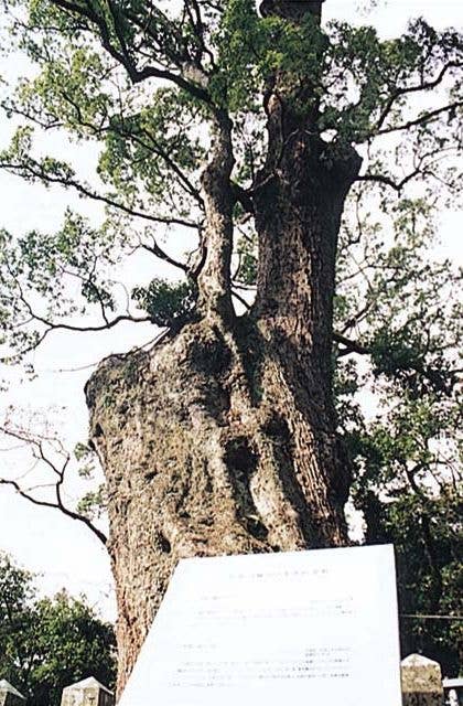 柞原八幡宮のクス