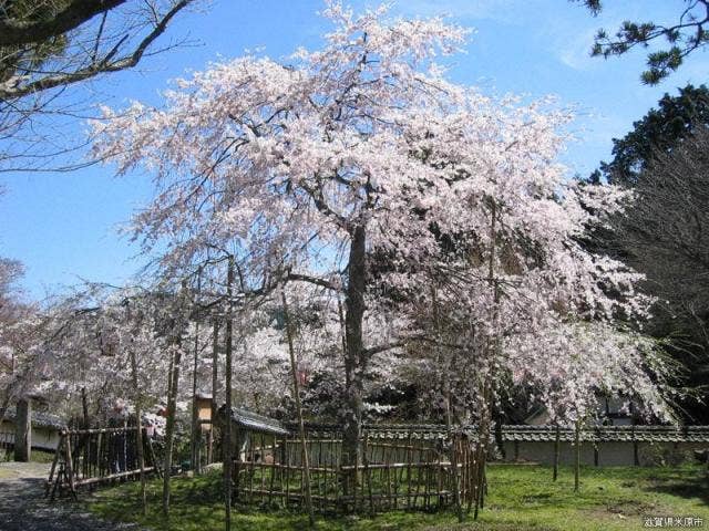 道誉桜