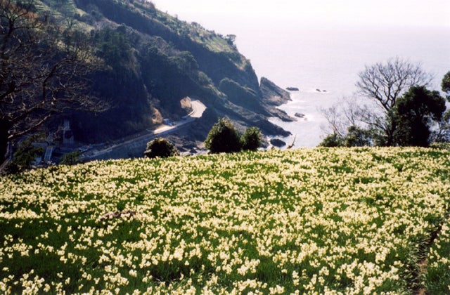 越前 水仙 香水 安い