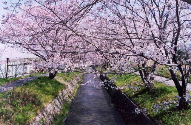 虚空蔵谷川畔桜並木