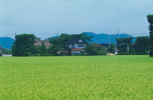 出雲平野の築地松 / 島根県 -【JAPAN 47 GO】