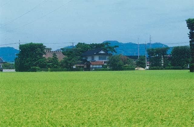 出雲平野の築地松