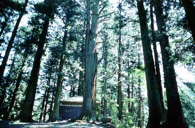 一の宮神社の社叢