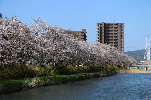 切戸川河川公園／さくら