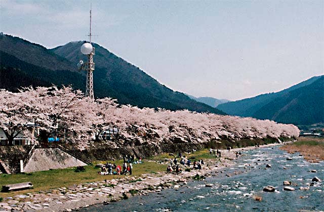 智頭桜土手