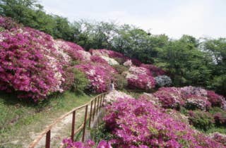 御屋敷山つつじ