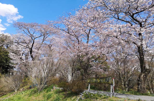 離山公園の桜