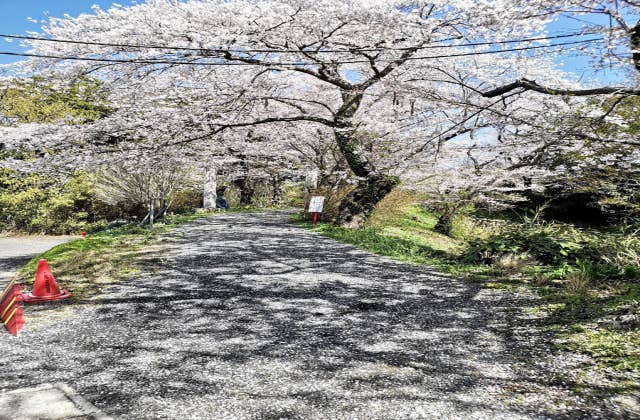 離山公園の桜