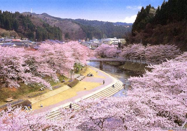 あさひ公園の桜