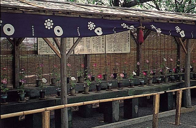熊本城の肥後六花