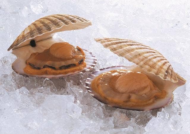 Scallop