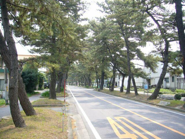 東海道松並木（愛知県知立市） / 愛知県 -【JAPAN 47 GO】
