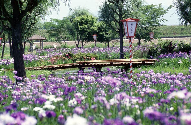 御殿場公園の花しょうぶ