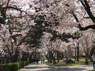 ときわ公園さくら