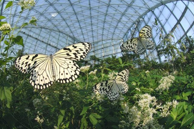 群馬県立ぐんま昆虫の森