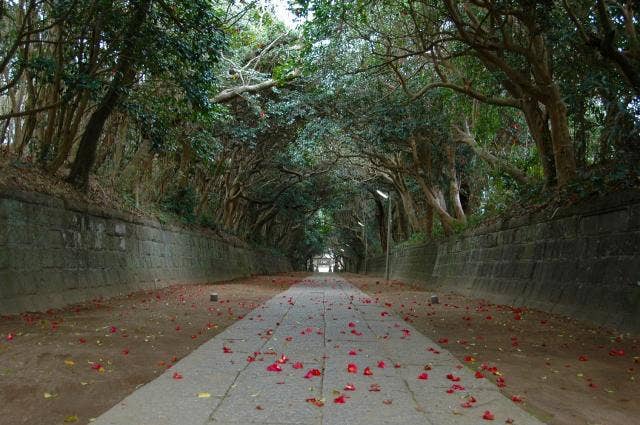 酒列磯前神社の樹叢