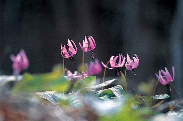 カタクリの花