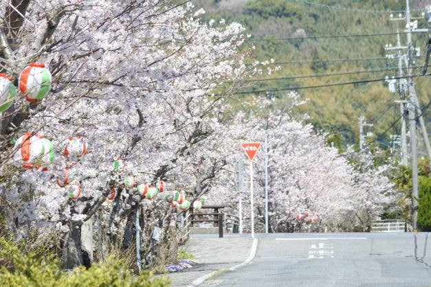 熊川川畔　桜並木