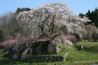 又兵衛桜