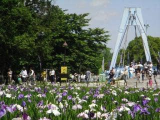 水元公園の花菖蒲