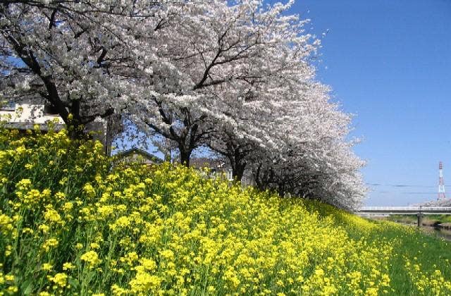 青毛堀の桜堤