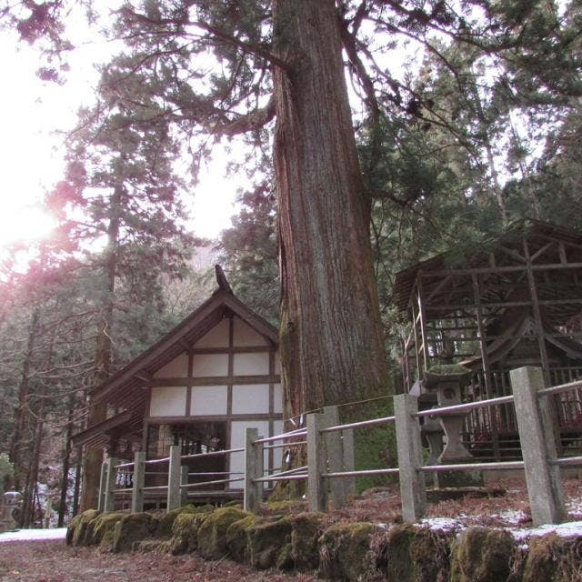 栗生神社の大杉
