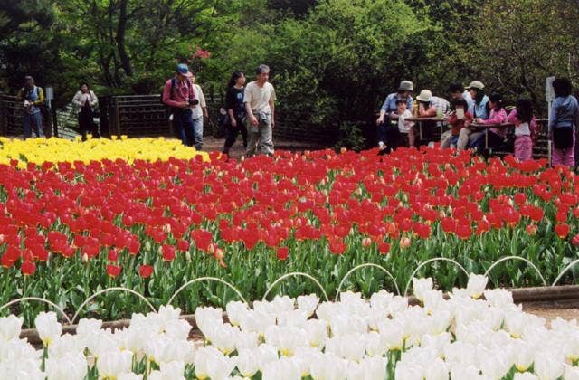 吾妻公園のチュ-リップ