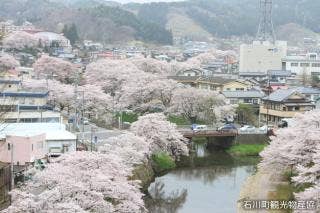 石川町 桜