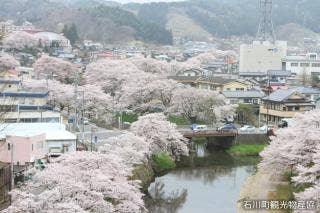石川町　桜