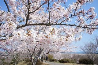 滝山公園　桜