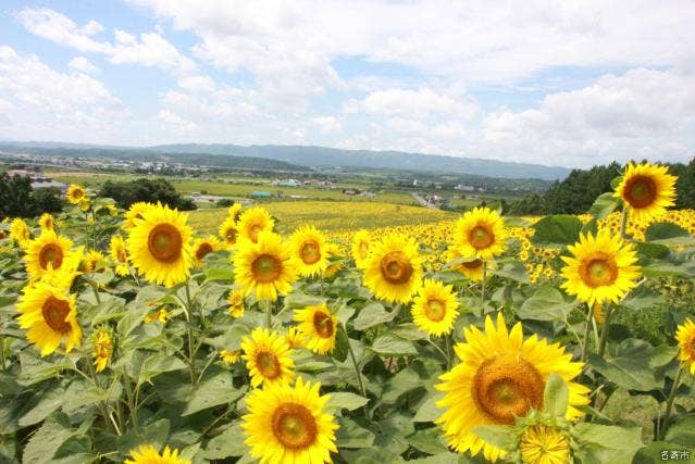 道立サンピラーパーク