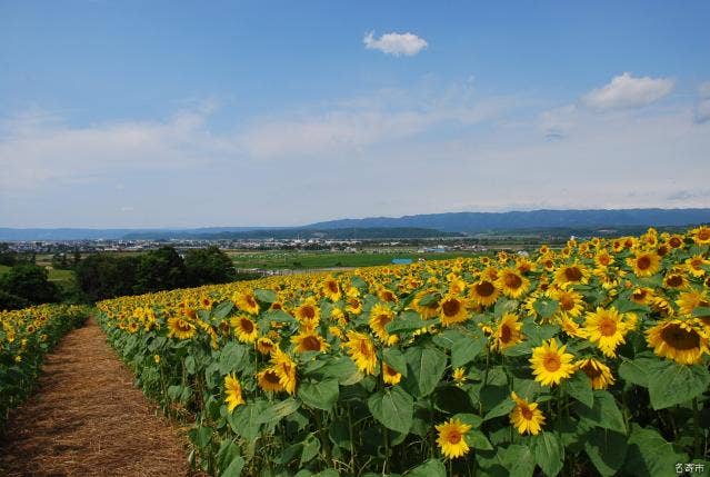 道立サンピラーパーク