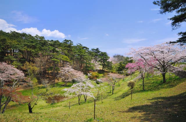 君ヶ岡公園の桜