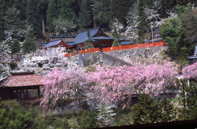 金桜神社の桜