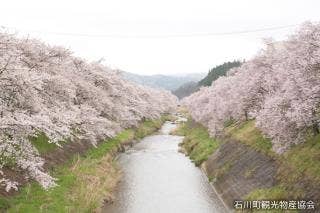 今出川・北須川の桜