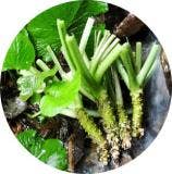 Wasabi