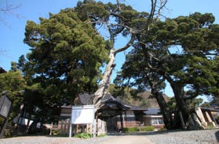 大覚寺のビャクシン巨樹