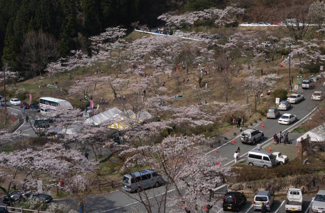 高森峠の千本桜