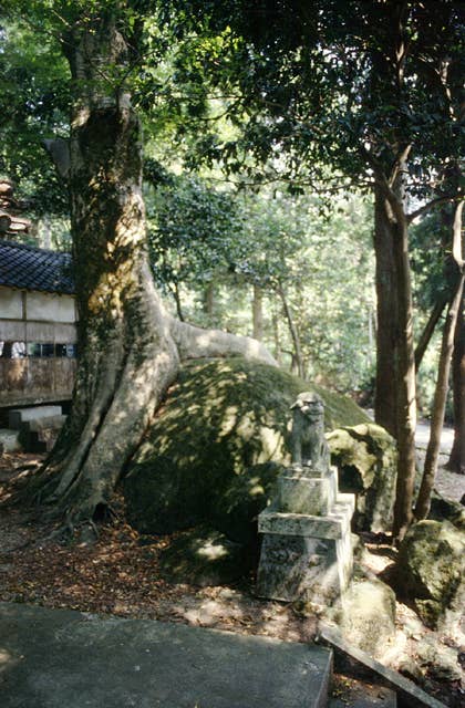 岩抱きのけやき