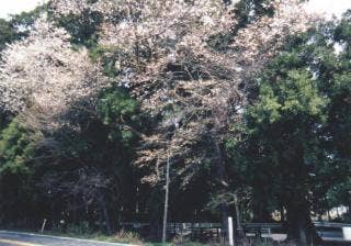 桜杉