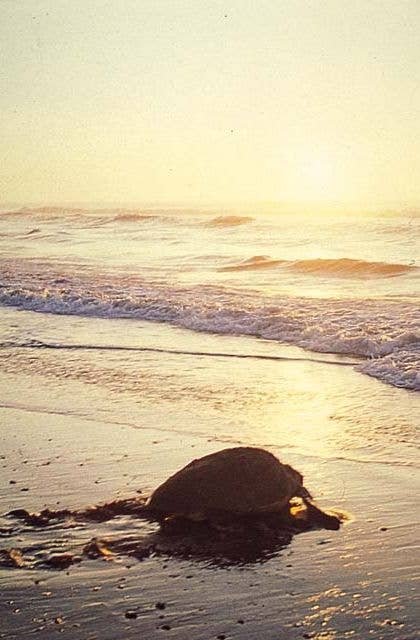 富田浜のアカウミガメ