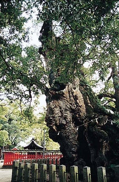 衣掛の森