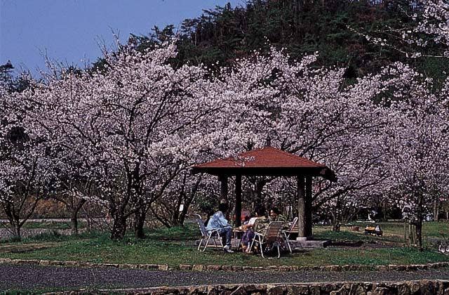 相原公園周辺の桜