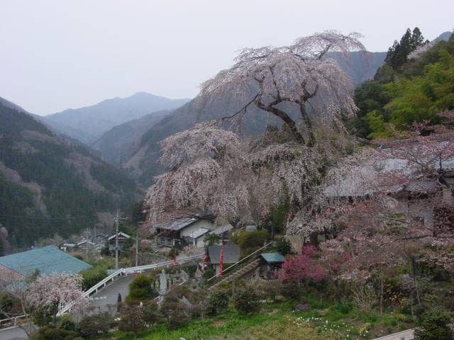 しだれ桜