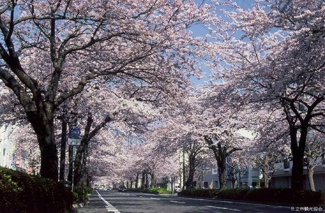 平和通りの桜