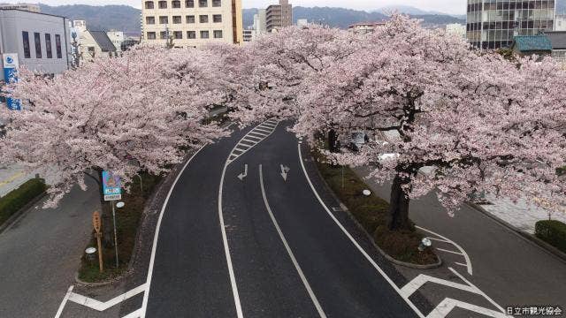 平和通りの桜（歩道橋から）