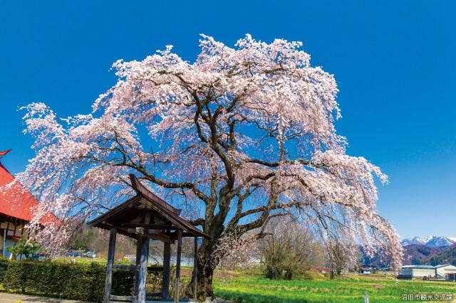 天照寺のシダレザクラ